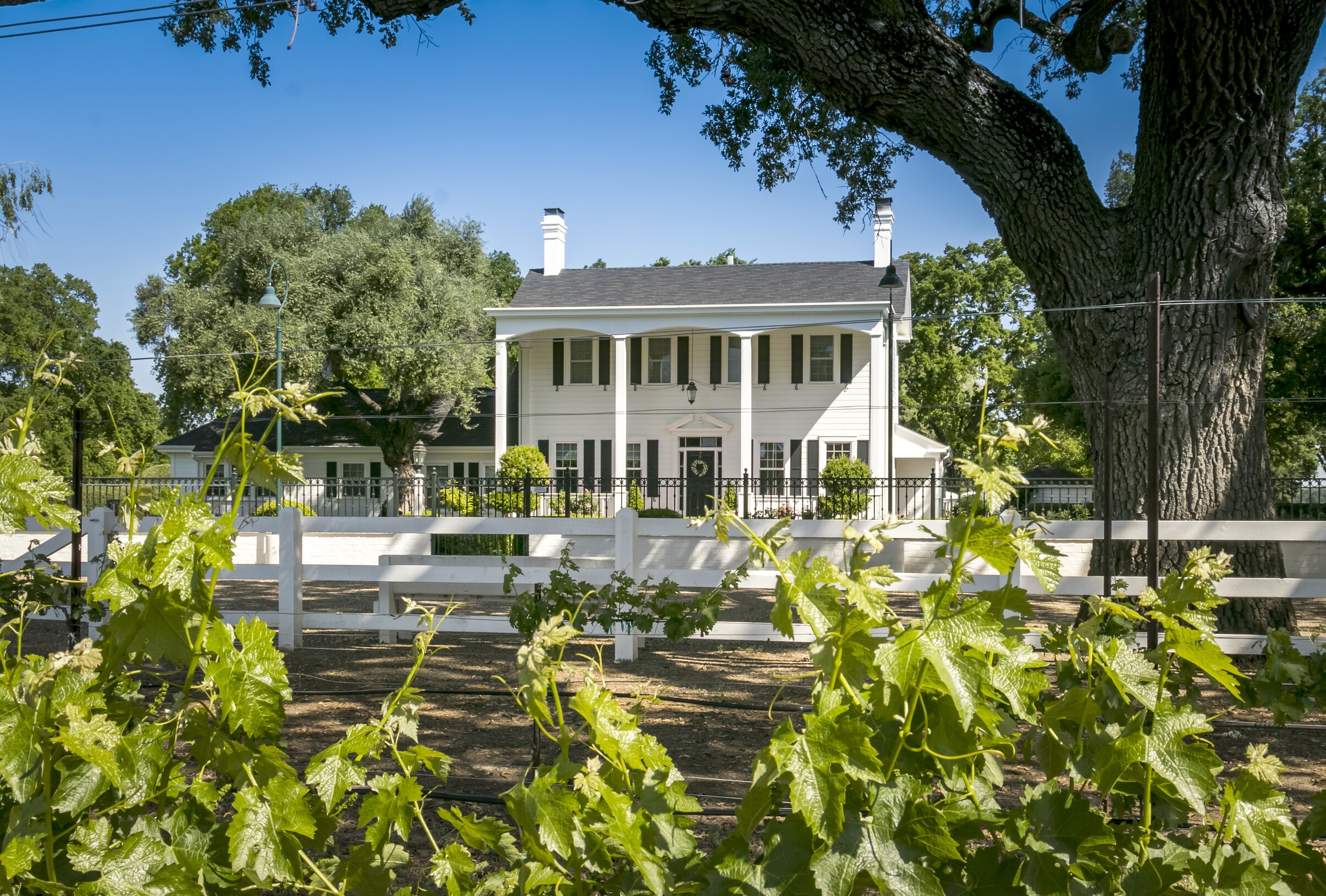 Oak Farm Vineyards house and oak tree